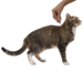 Профендер® капли на холку от гельминтов для кошек от 5 до 8 кг - 2 пипетки – интернет-магазин Ле’Муррр