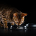 Влажный корм Pro Plan Adult Nutri Savour для взрослых кошек, кусочки с индейкой в желе – интернет-магазин Ле’Муррр