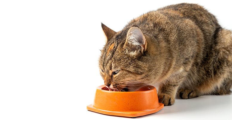 Консервы «Фест Чойс» для кошек: специальный рацион для здоровья