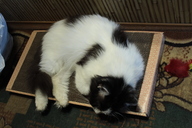 Пользовательская фотография №3 к отзыву на Когтедралка домашняя когтеточка для кошек, картон